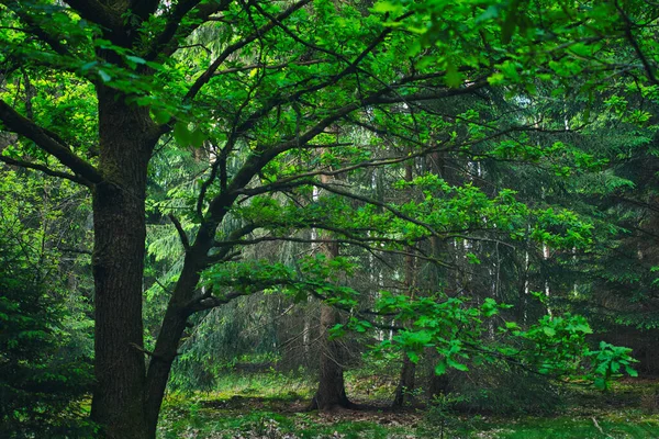 Een Prachtig Boslandschap Zomer — Stockfoto