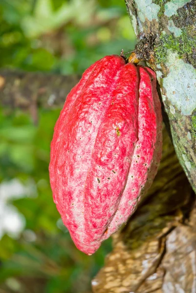 Cacao Guatemalából Friss Gyümölcs Fán Teobroma Kakaó — Stock Fotó