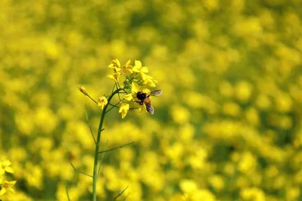 Gros Plan Une Abeille Perchée Sur Une Fleur Colza Jaune — Photo