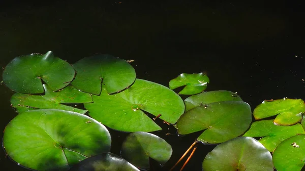 Κοντινό Πλάνο Πράσινων Βρεγμένων Φύλλων Που Επιπλέουν Πράσινο Νερό — Φωτογραφία Αρχείου