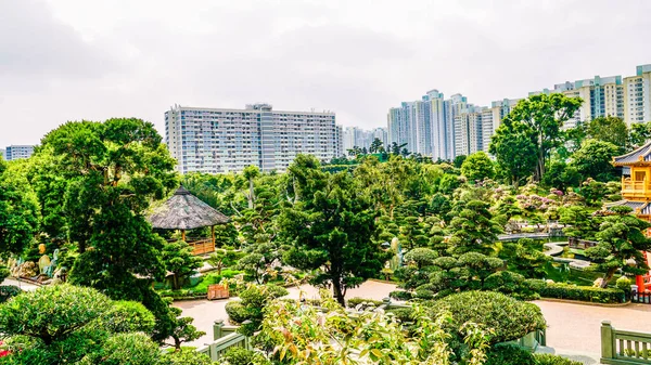 Piękny Widok Budynków Drzew Nan Lian Garden Hongkongu — Zdjęcie stockowe