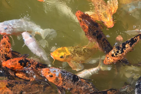 Sebuah Foto Closeup Dari Ikan Koi Ikan Koi Berwarna Permukaan — Stok Foto