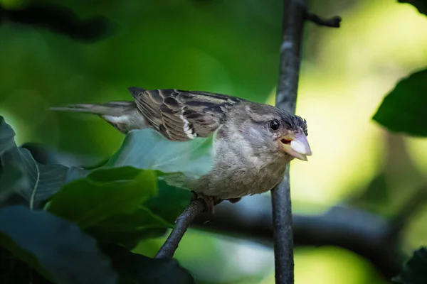 Hermoso Tiro Pájaro Joven Hábitat Natural —  Fotos de Stock