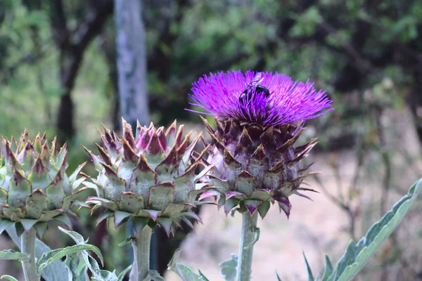 Primer Plano Una Hermosa Flor Alcachofa —  Fotos de Stock