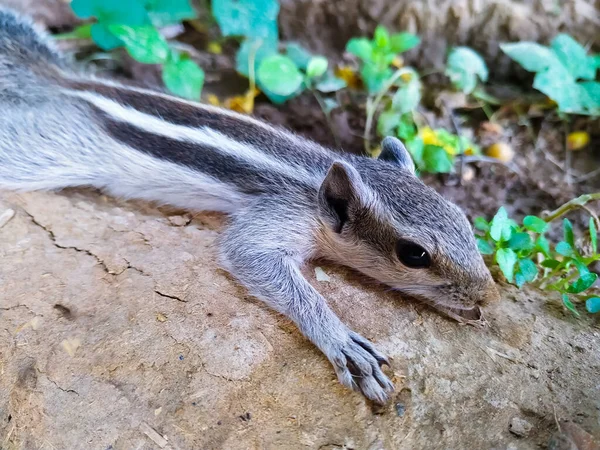 Chipmunk Mignon Couché Sur Sol — Photo