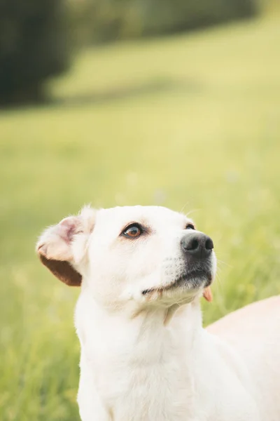 Labrador Cão Brincando Dia Ensolarado Verão Campo — Fotografia de Stock