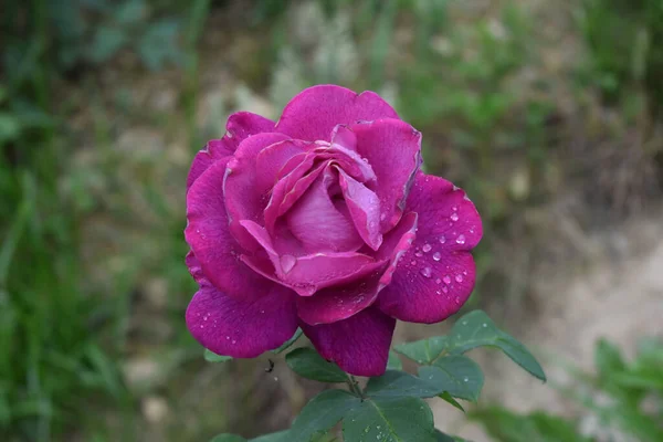 Zbliżenie Ujęcie Pięknej Róży Ogrodzie Botanicznym — Zdjęcie stockowe
