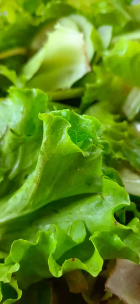 Colpo Verticale Foglie Salato Lattuga Verde Primo Piano — Foto Stock