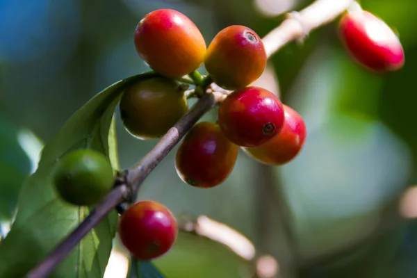 Κόκκοι Κόκκινοι Στον Κλάδο Καφέ Γουατεμάλα Βιολογική Καλλιέργεια Καφές Αραβική — Φωτογραφία Αρχείου