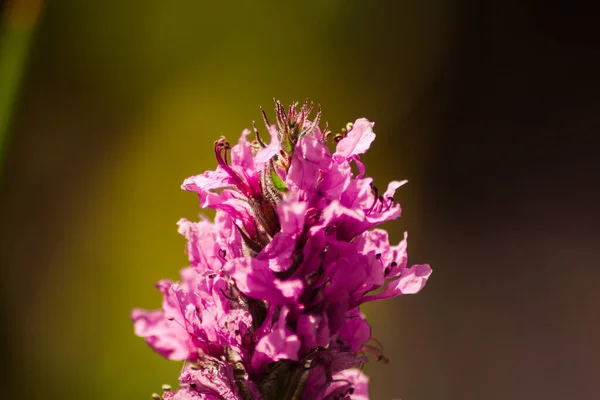 Tiro Close Uma Bela Flor — Fotografia de Stock