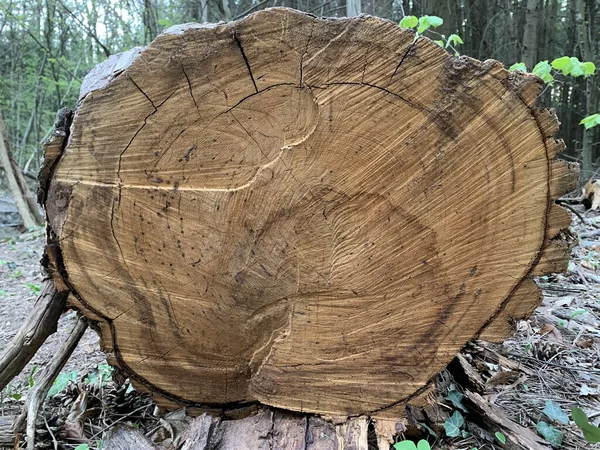 Närbild Delad Och Fälld Träd Med Årliga Ringar Sin Stubbe — Stockfoto