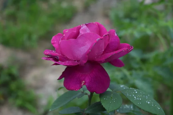 Uma Flor Rosa Florescente Jardim — Fotografia de Stock