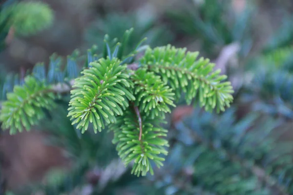 Selective Focus Shot Fir Needles — Stock Photo, Image