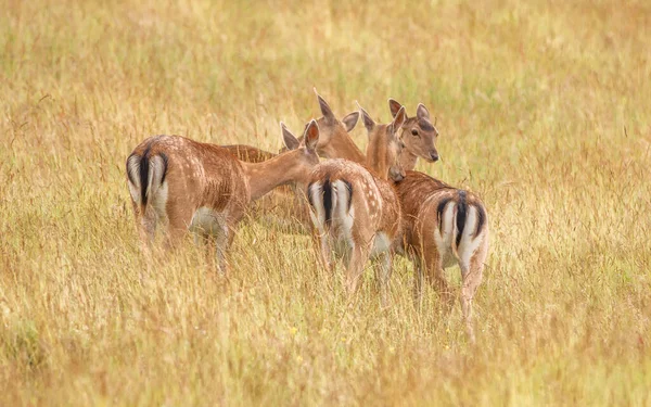 Godt Rådyrbilde Villmarken – stockfoto