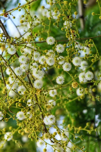 Selektivní Zaměření Krásných Akátových Květin Větve Stromů — Stock fotografie