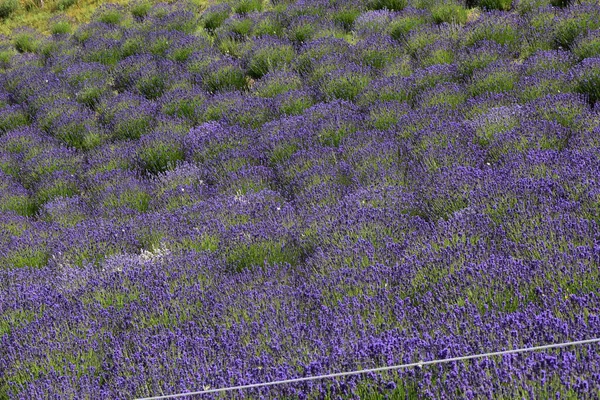 Campo Com Belas Flores Lavanda — Fotografia de Stock