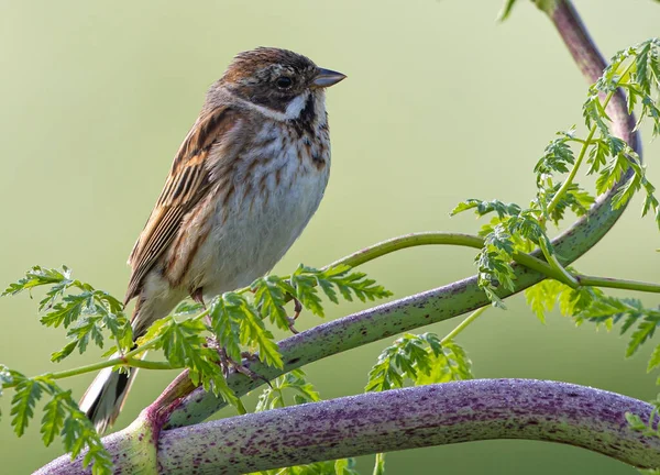 Plan Sélectif Moineau Domestique Brun Debout Sur Une Branche Aux — Photo