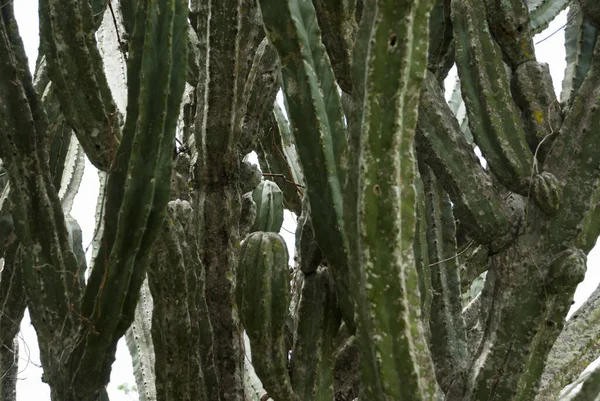 Cacto Terras Áridas Guatemala América Central Botânico — Fotografia de Stock