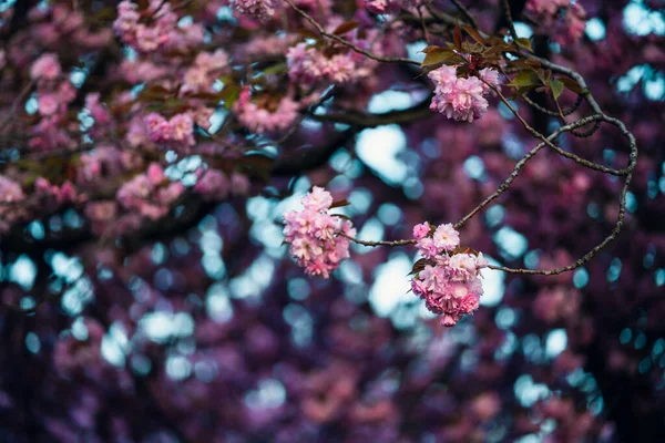 Primer Plano Hermosas Ramas Árboles Florecientes Rosados Perfecto Para Fondos — Foto de Stock