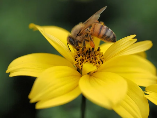 Eine Makroaufnahme Der Marienkäferlarve Die Auf Einer Kleinen Sonnenblume Mit — Stockfoto