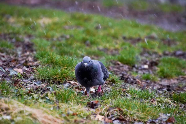 Een Close Shot Van Een Blauwe Duif Buiten Een Wazige — Stockfoto