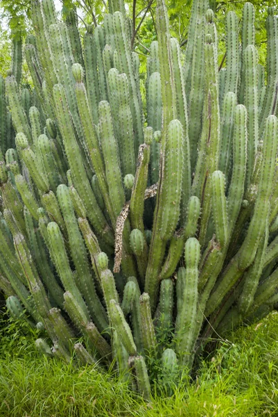 Kaktus Vyprahlých Zemích Guatemaly Střední Americe Botanický — Stock fotografie