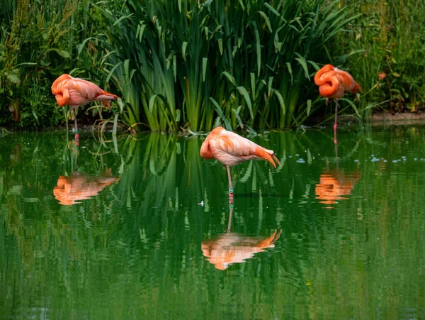 A small group of flamingos resting in the water. ZSL Whipsnade Zoo, Bedfordshire, England.