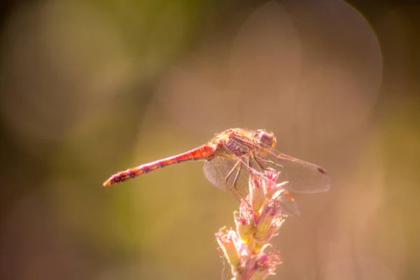 Eine Libelle Auf Einer Pflanze Einem Garten — Stockfoto