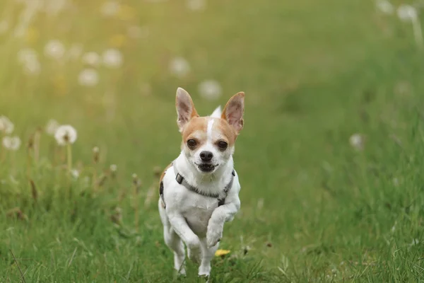 Słodki Chihuahua Biegający Wśród Dzikich Kwiatów Polu — Zdjęcie stockowe