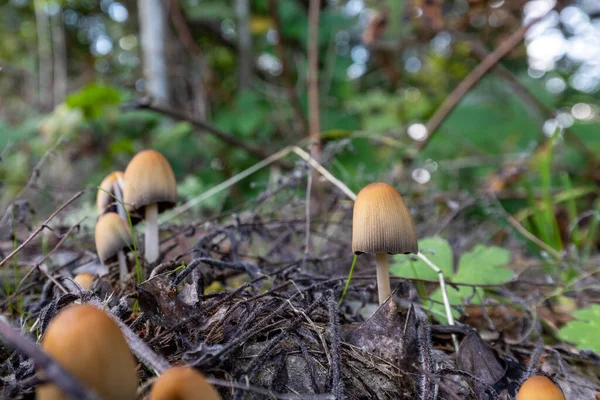 Tiro Close Cogumelos Selvagens Plantas Uma Floresta — Fotografia de Stock