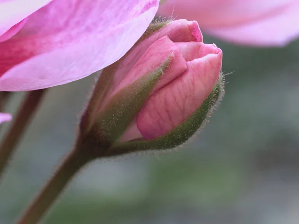Selective Focus Shot Pink Blooming Tulip — Foto de Stock