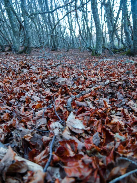 Hojas Secas Caídas Suelo Bosque Otoño —  Fotos de Stock