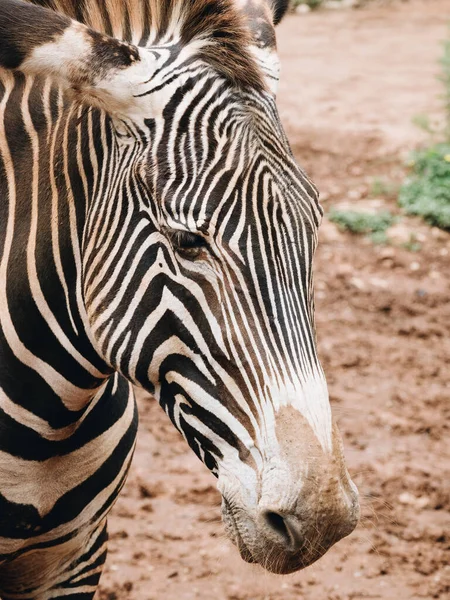 Vertikale Aufnahme Eines Zebras Freier Wildbahn — Stockfoto