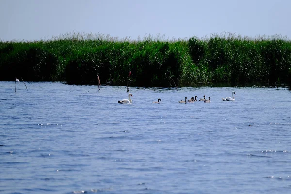 Lago Calmo Com Patos Cisnes Nadando Pacificamente Durante Dia — Fotografia de Stock