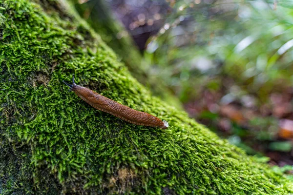 Egy Nudibranch Mohán Háttér Nem Éles Kép Egy Erdőben Készült — Stock Fotó