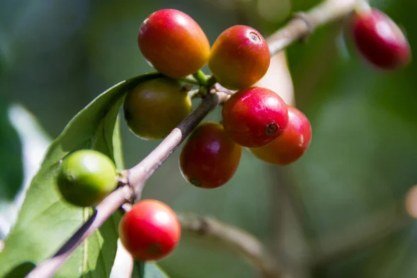 Red Grains Coffee Branch Guatemala Organic Cultivation Coffea Arabica Guatemala — Stock Photo, Image