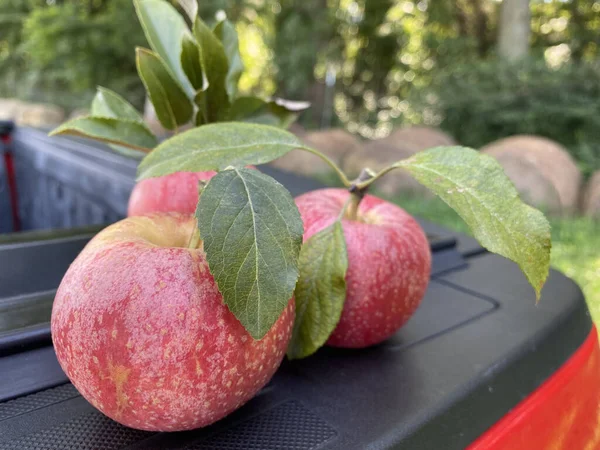 Gros Plan Pommes Fraîchement Cueillies Dans Ferme — Photo