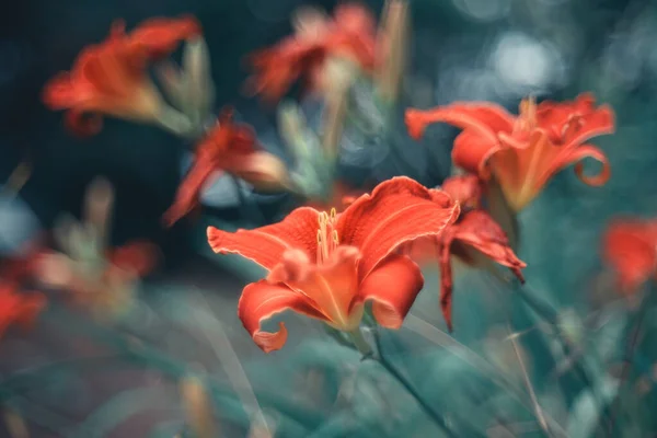 Detailní Záběr Kvetoucí Oranžové Lilie Květiny — Stock fotografie