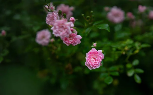 Nahaufnahme Einer Schönen Rose Einem Botanischen Garten — Stockfoto