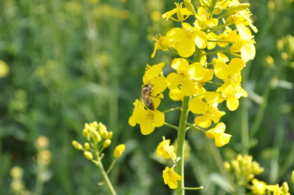 Een Selectieve Focus Shot Van Een Bij Gele Koolzaad Bloemen — Stockfoto