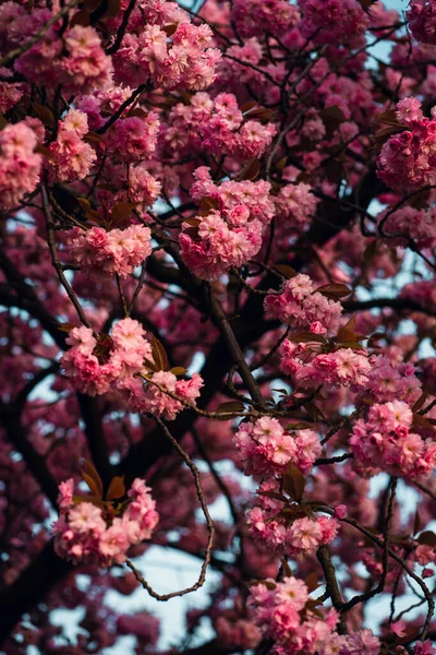 Ένα Κάθετο Κοντινό Πλάνο Όμορφων Ροζ Ανθισμένων Κλαδιών Δέντρων Ιδανικό — Φωτογραφία Αρχείου