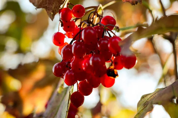 Penutup Dari Redberry Tumbuh Pohon — Stok Foto