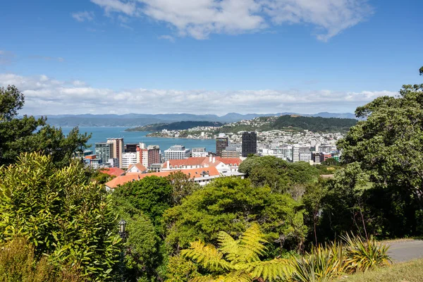 Wellington Yeni Zelanda Daki Ağaçların Binaların Hava Görüntüsü — Stok fotoğraf