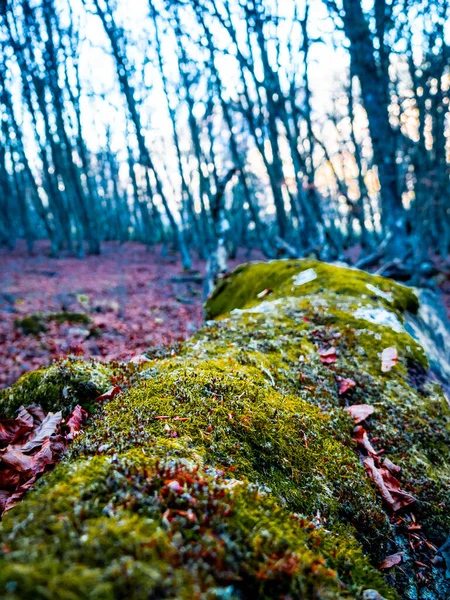 秋の森の中の地面に乾いた落ち葉 — ストック写真