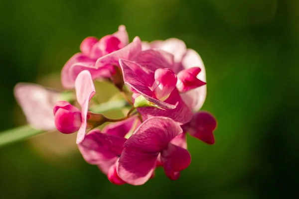 Closeup Shot Beautiful Flower — Stock Photo, Image