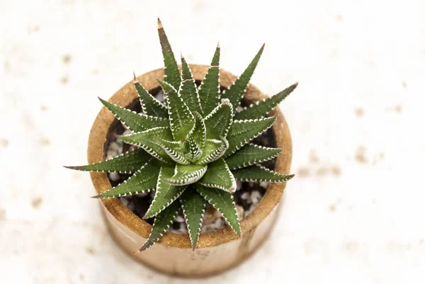 Groupe Cactus Dans Petits Pots Jardin Guatemala Amérique Centrale — Photo