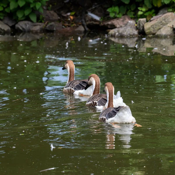 Closeup Three Swan Geese Zsl Whipsnade Zoo Bedfordshire England — Stock Photo, Image