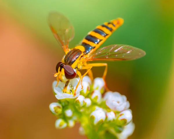 Zbliżenie Ujęcia Pszczoły Siedzącej Białym Kwiatku — Zdjęcie stockowe