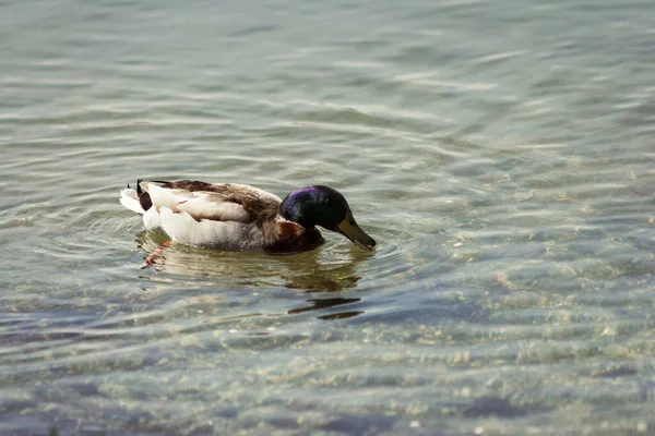 在欧洲中部的一个湖中游泳的鸭子 — 图库照片