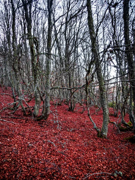 Una Vista Árboles Sin Hojas Bosque Otoñal Con Hojas Rojas —  Fotos de Stock